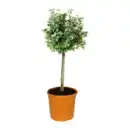 Bild 4 von GARDENLINE Toskana-Stämmchen
