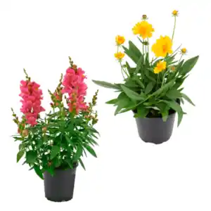 GARDENLINE Staude / Sommerblume