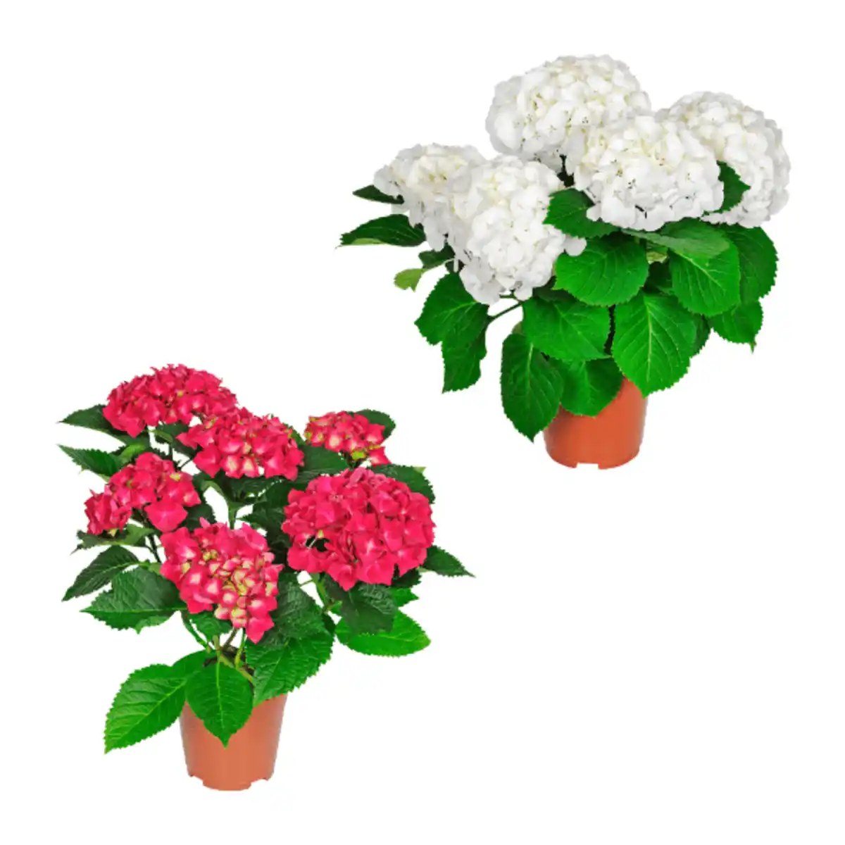 Bild 1 von GARDENLINE Hortensie