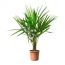 Bild 2 von GARDENLINE Winterharte Palme