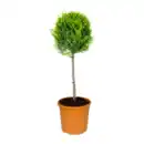 Bild 2 von GARDENLINE Toskana-Stämmchen