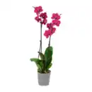 Bild 2 von GARDENLINE Phalaenopsis