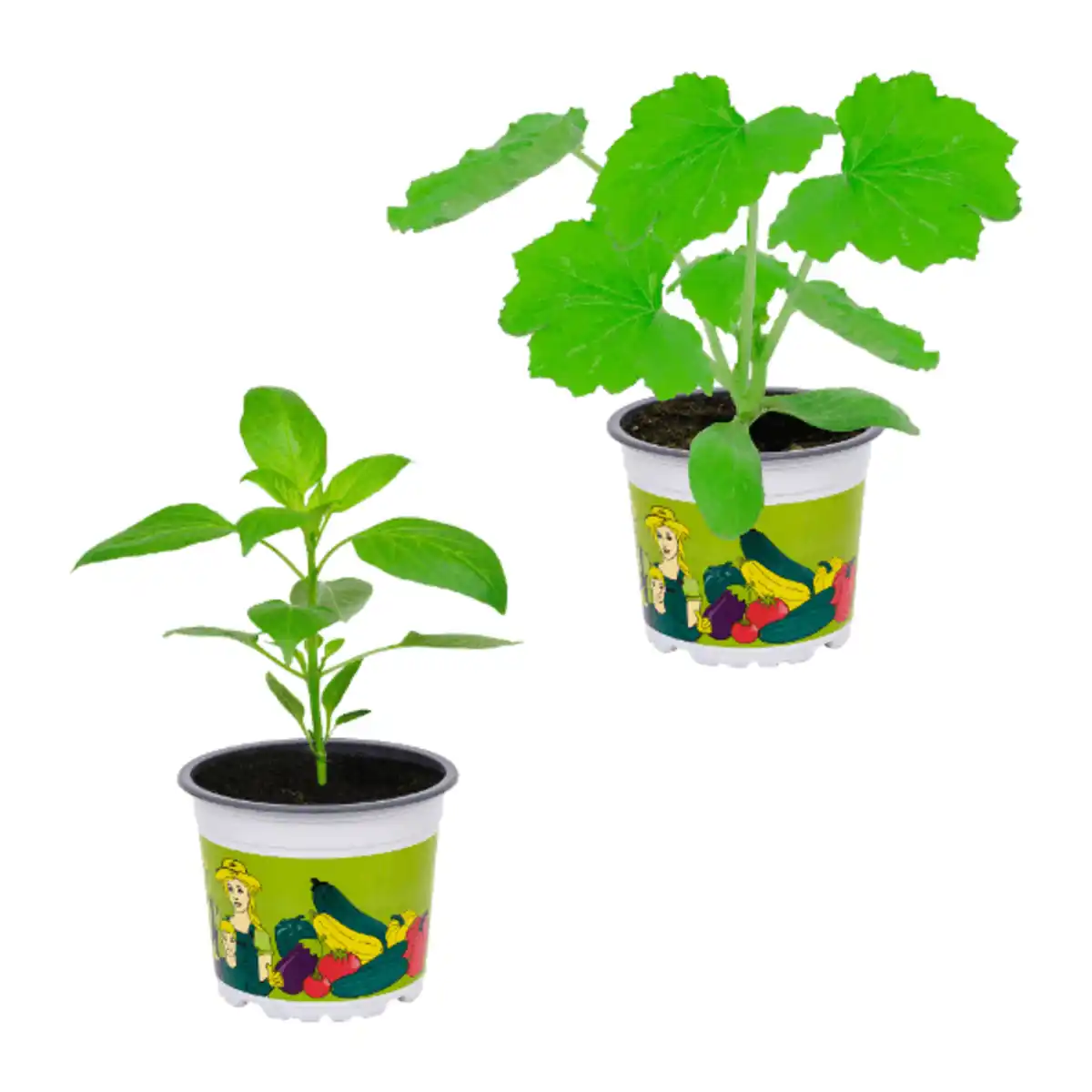 Bild 1 von GARDENLINE Gemüsepflanze