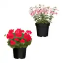 Bild 1 von GARDENLINE Große Geranie / Fuchsie