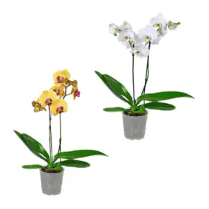 GARDENLINE Phalaenopsis