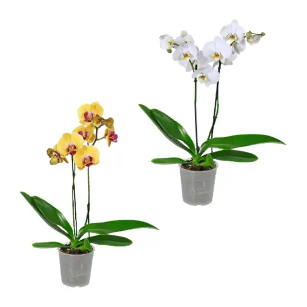Bild 1 von GARDENLINE Phalaenopsis