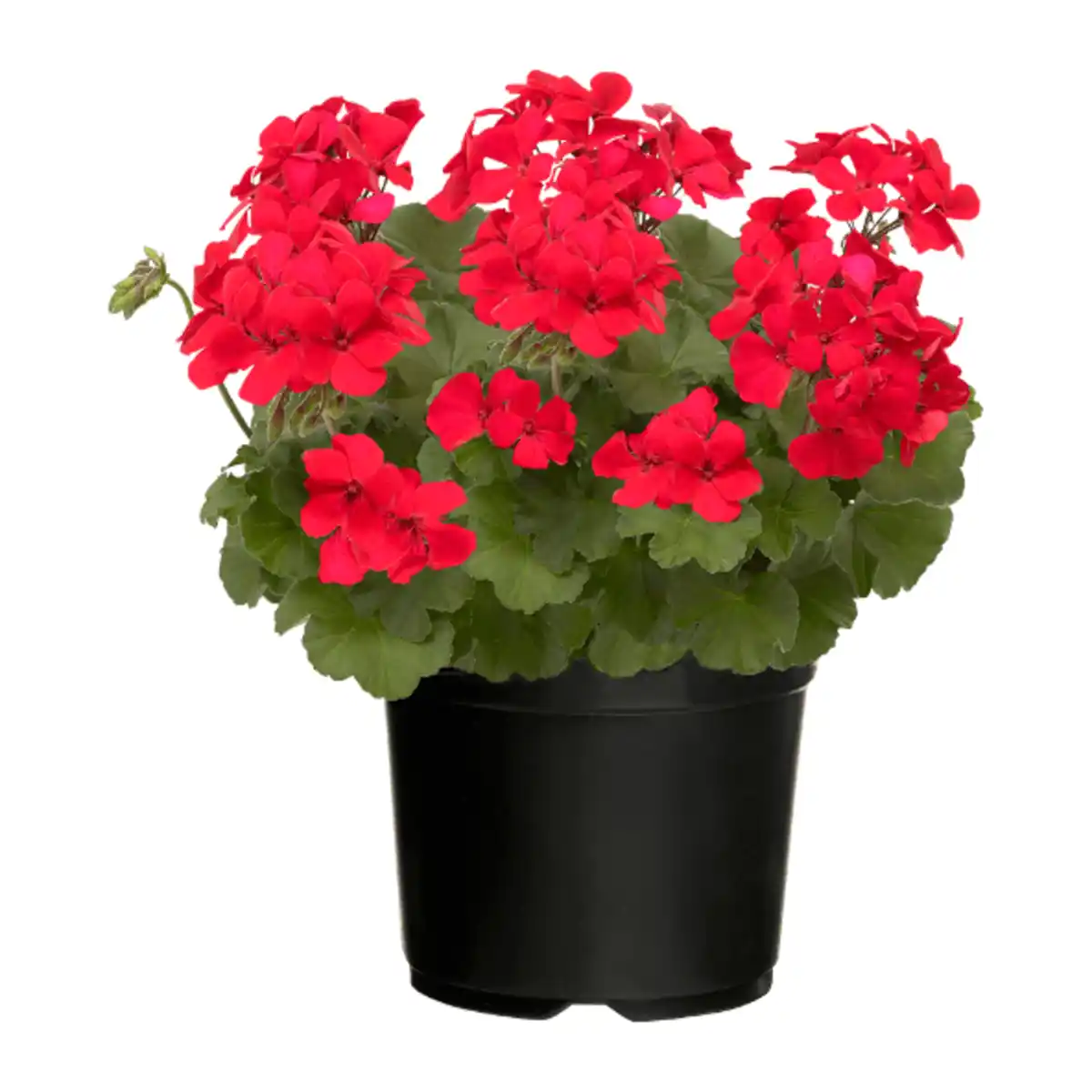 Bild 2 von GARDENLINE Große Geranie / Fuchsie