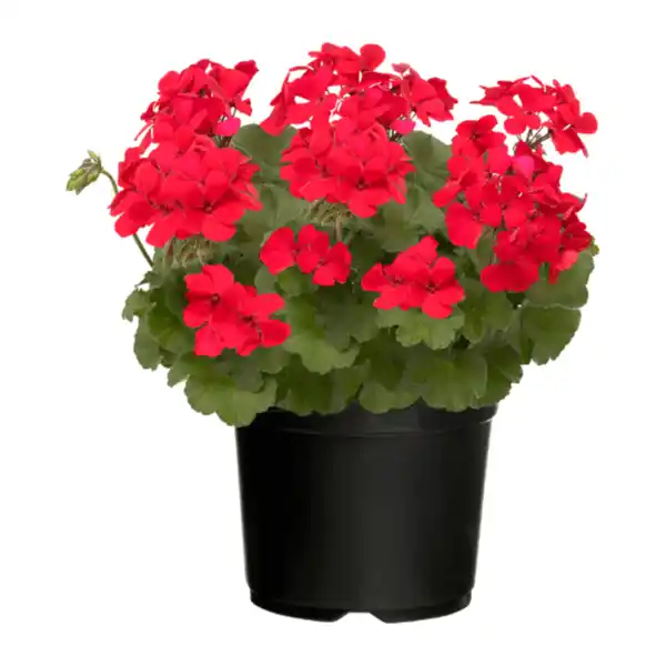 Bild 2 von GARDENLINE Große Geranie / Fuchsie