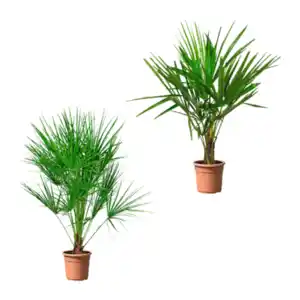 GARDENLINE Winterharte Palme