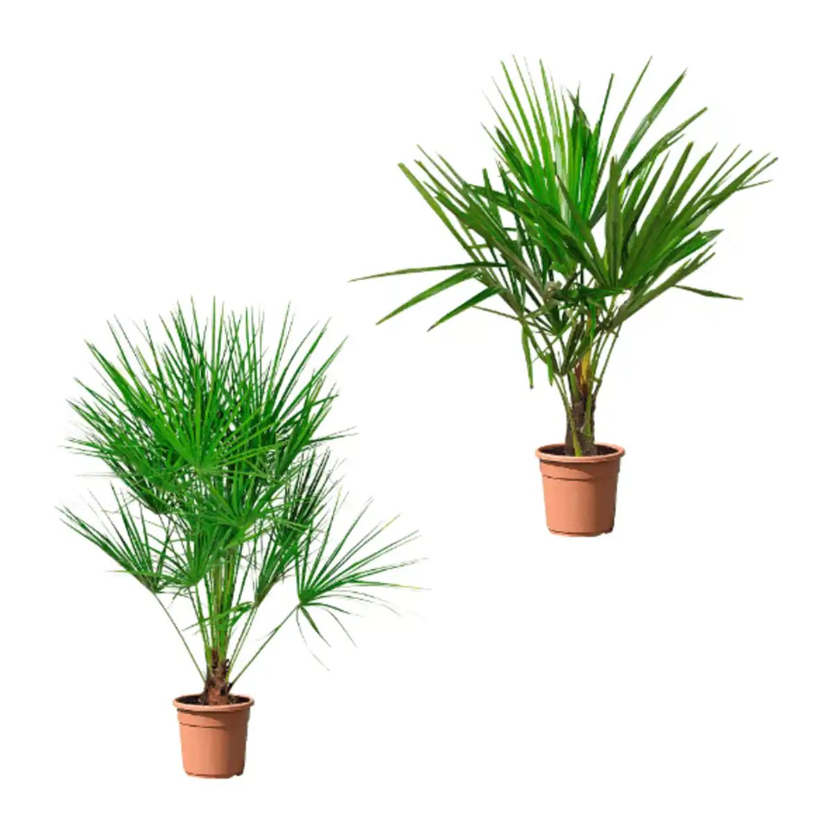 Bild 1 von GARDENLINE Winterharte Palme