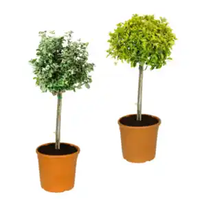 GARDENLINE Toskana-Stämmchen