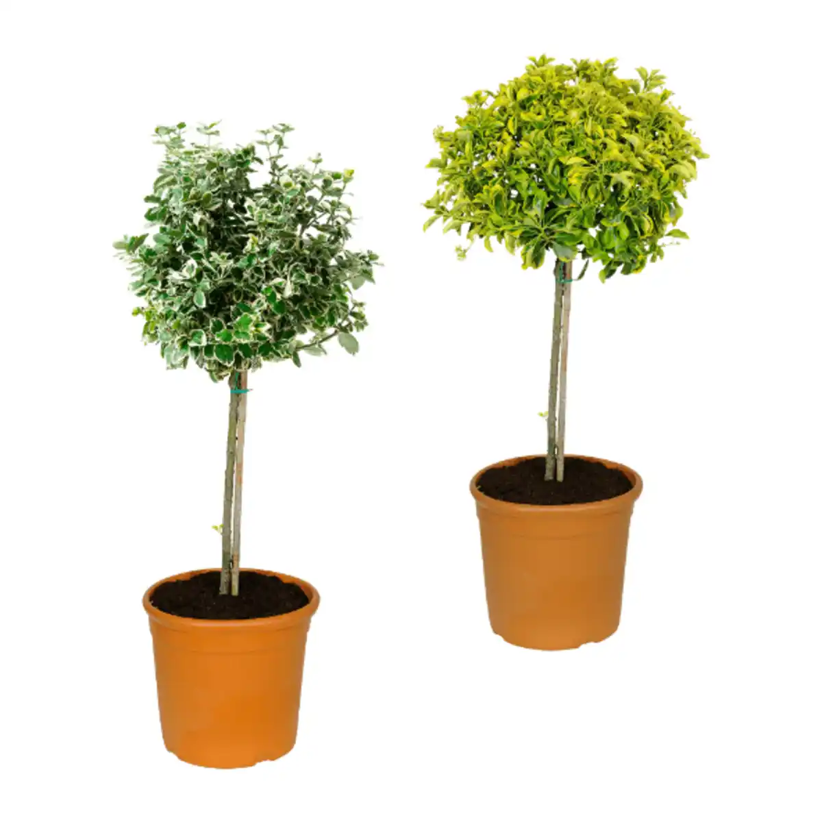 Bild 1 von GARDENLINE Toskana-Stämmchen