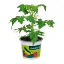 Bild 2 von GARDENLINE Gemüsepflanze