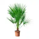 Bild 3 von GARDENLINE Winterharte Palme