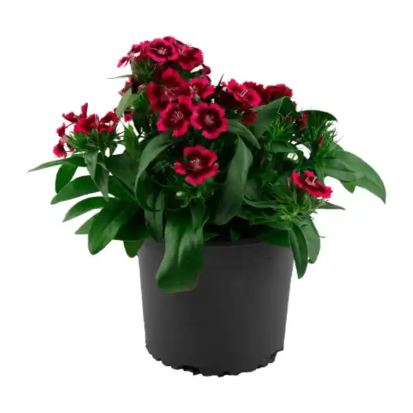 Bild 4 von GARDENLINE Staude / Sommerblume