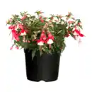 Bild 4 von GARDENLINE Große Geranie / Fuchsie