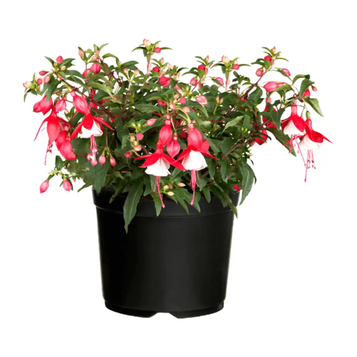 Bild 4 von GARDENLINE Große Geranie / Fuchsie