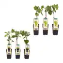 Bild 1 von GARDENLINE Spalierobst