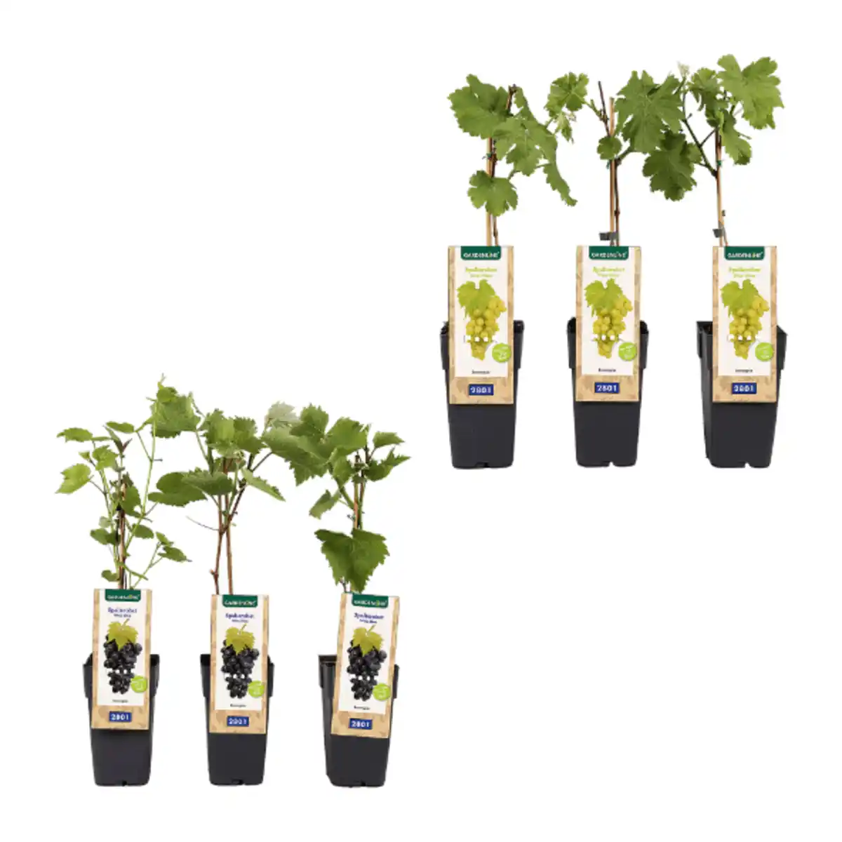 Bild 1 von GARDENLINE Spalierobst