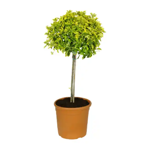 Bild 3 von GARDENLINE Toskana-Stämmchen