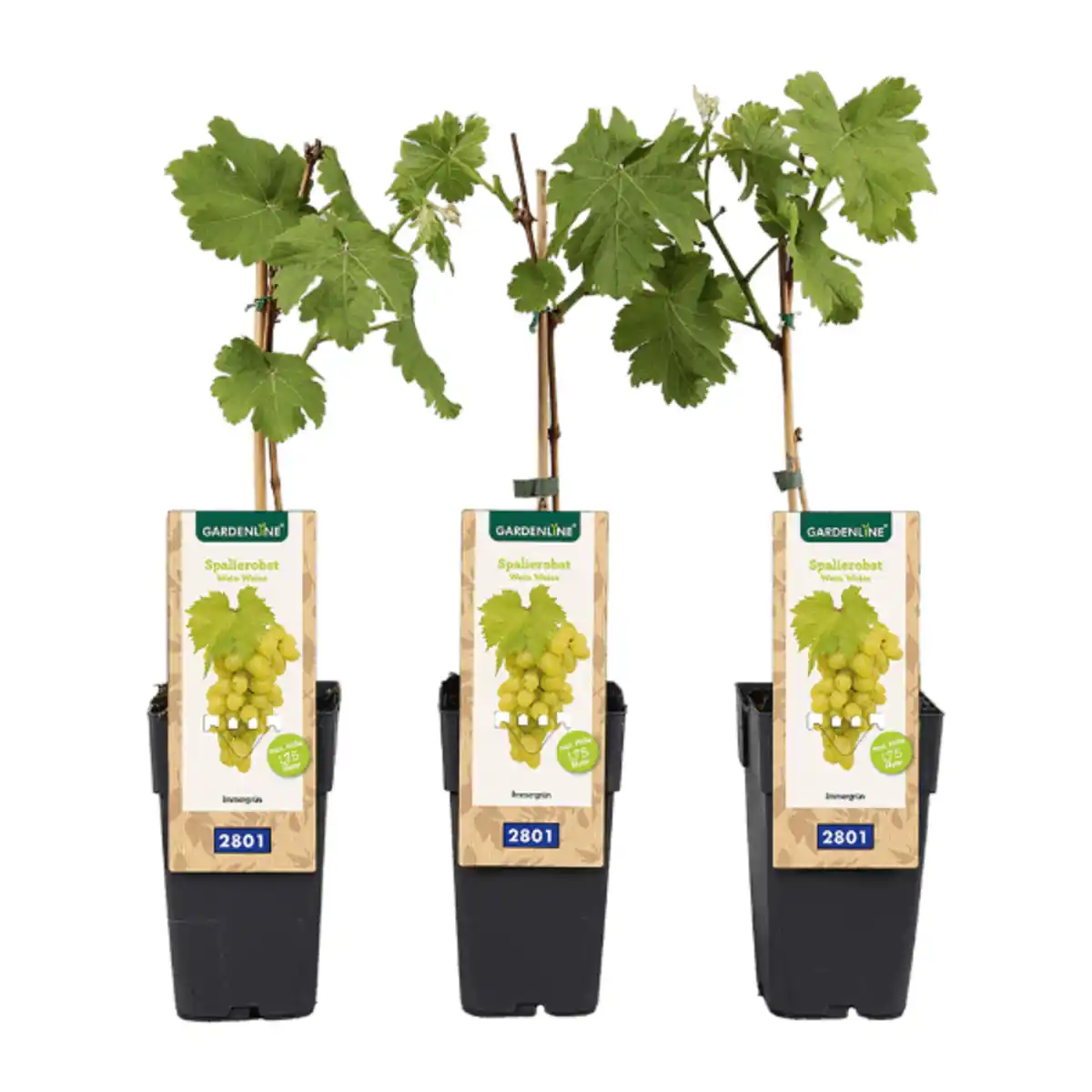 Bild 4 von GARDENLINE Spalierobst