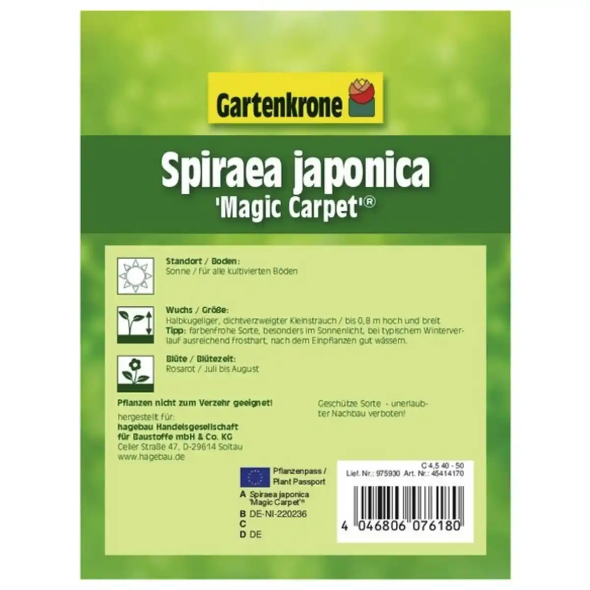 Bild 4 von Spierstrauch, Spiraea japonica »Magic Carpet«, Blätter: grün/gelb, Blüten: rosa/pink