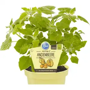 Andenbeere »Physalis«, Ø 12 cm-Topf, bio