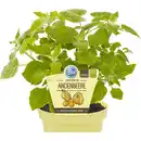 Bild 1 von Andenbeere »Physalis«, Ø 12 cm-Topf, bio