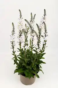 Ehrenpreis Veronica gentianoide 19 cm Topf