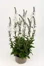 Bild 1 von Ehrenpreis Veronica gentianoide 19 cm Topf