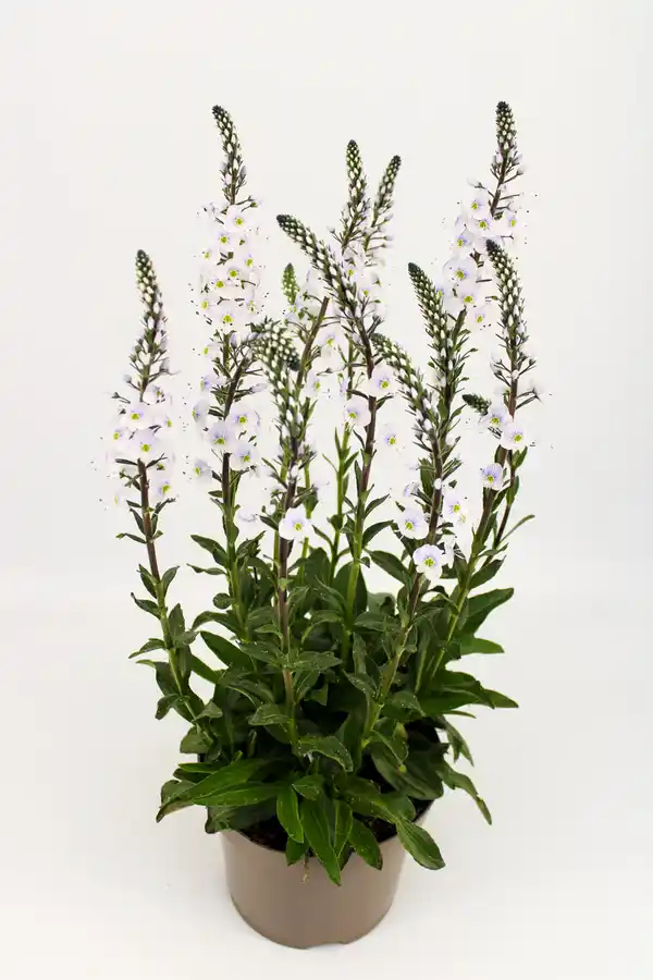 Bild 1 von Ehrenpreis Veronica gentianoide 19 cm Topf