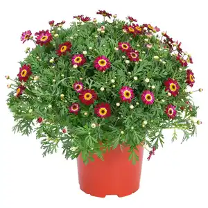 GARDENLINE Marg. Busch rot