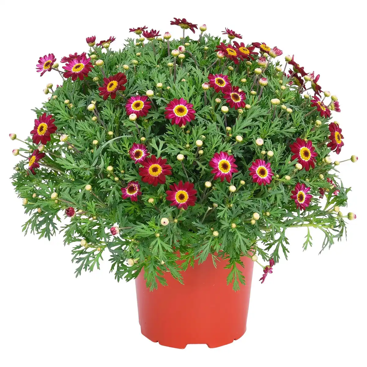 Bild 1 von GARDENLINE Marg. Busch rot