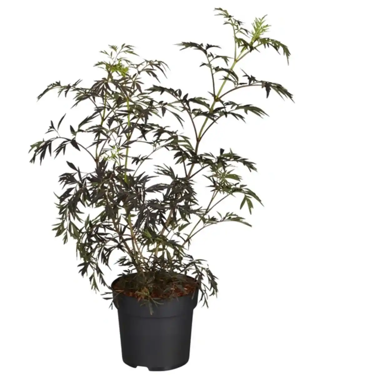 Bild 1 von Rotlaubiger Holunder, Sambucus nigra »Black Lace«, Blätter: rot/schwarz, Blüten: rosa