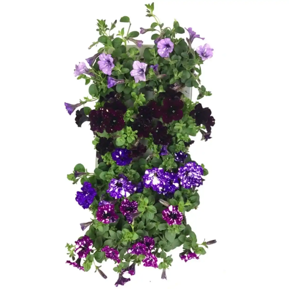 Bild 1 von Petunie »Sky«, hängend, mehrfarbig