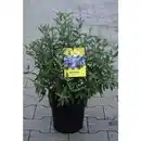 Bild 3 von Bartblume, mehrjaehrig, blau