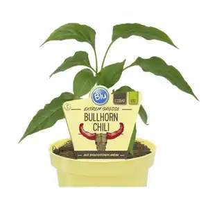 Chili »Bullhorn«, Ø12cm-Topf, bio