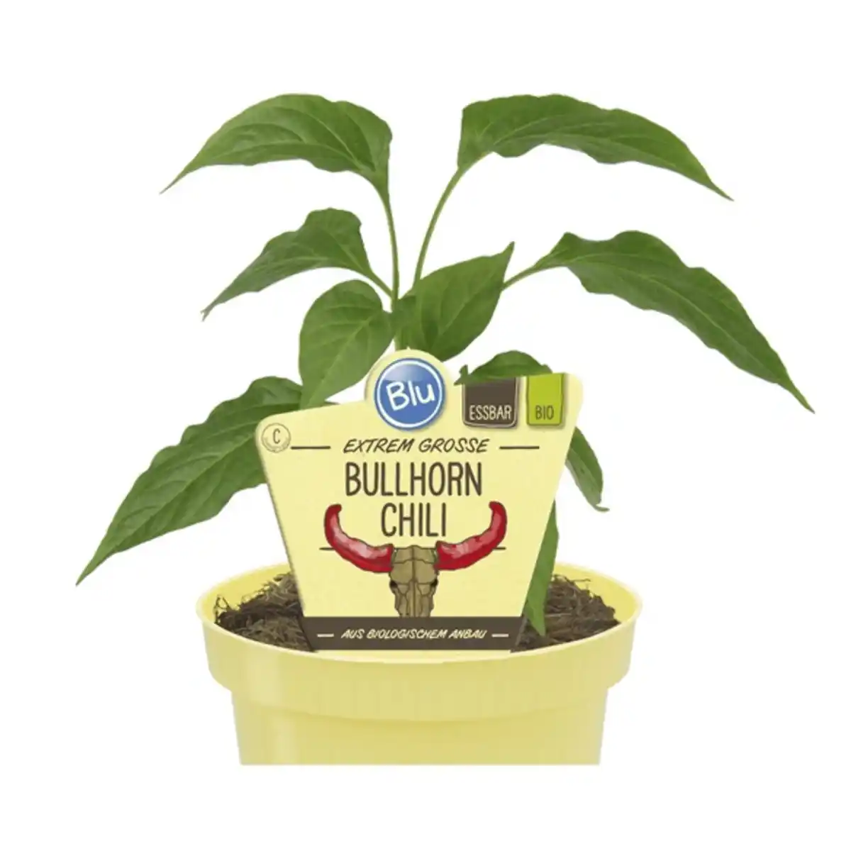 Bild 1 von Chili »Bullhorn«, Ø12cm-Topf, bio