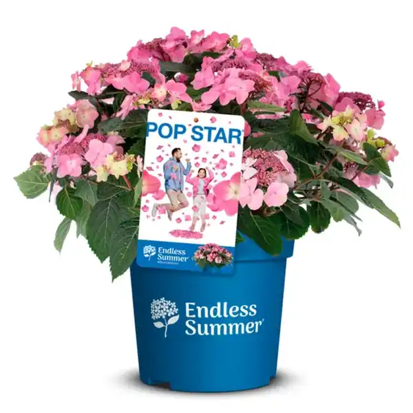 Bild 4 von Bauernhortensie, Hydrangea macrophylla »Pop Star«, Vielblüher, aktuelle Pflanzenhöhe: 30 cm
