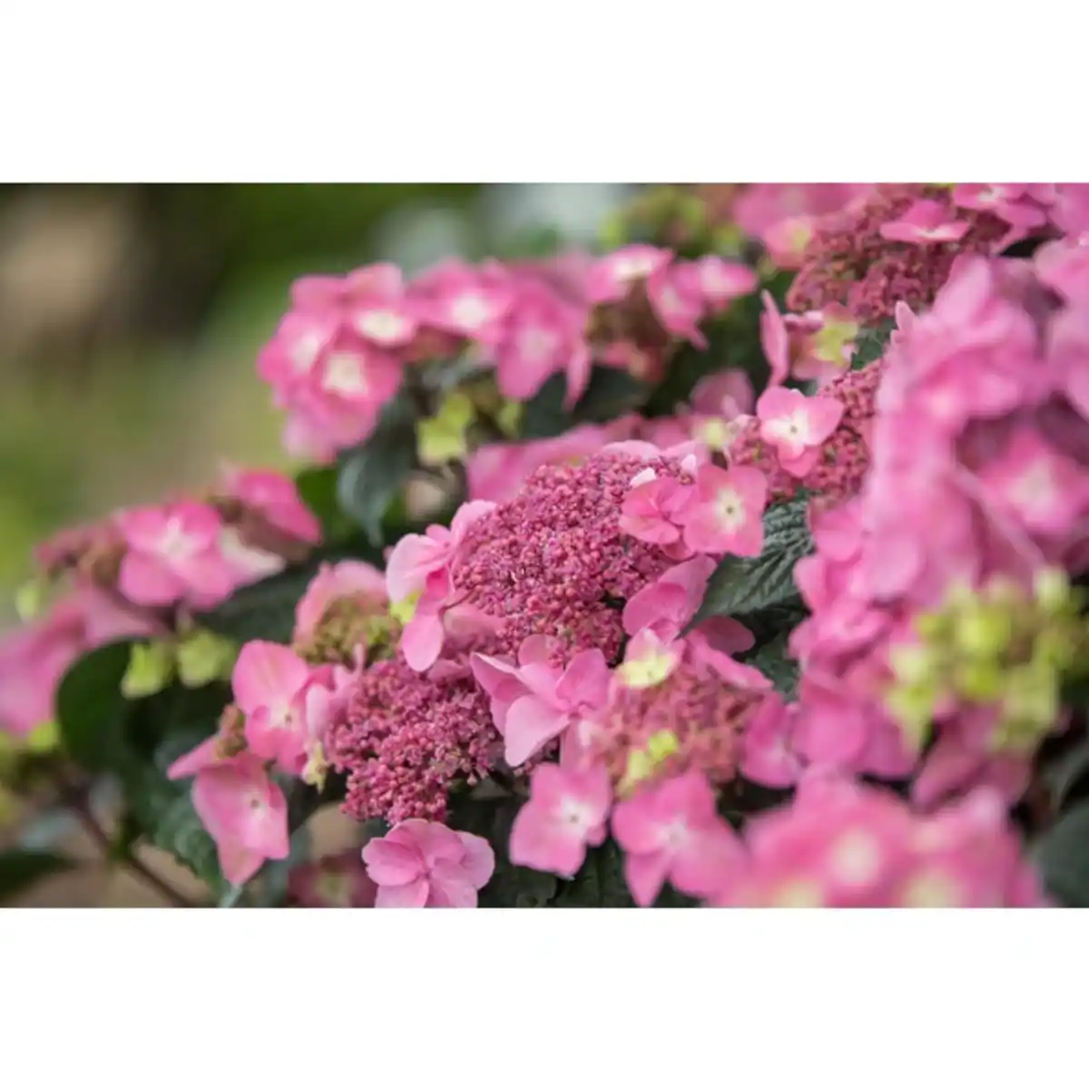 Bild 3 von Bauernhortensie, Hydrangea macrophylla »Pop Star«, Vielblüher, aktuelle Pflanzenhöhe: 30 cm