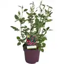 Bild 1 von Rose, Rosa »Knock out®«, Blüte: bunt, einfach