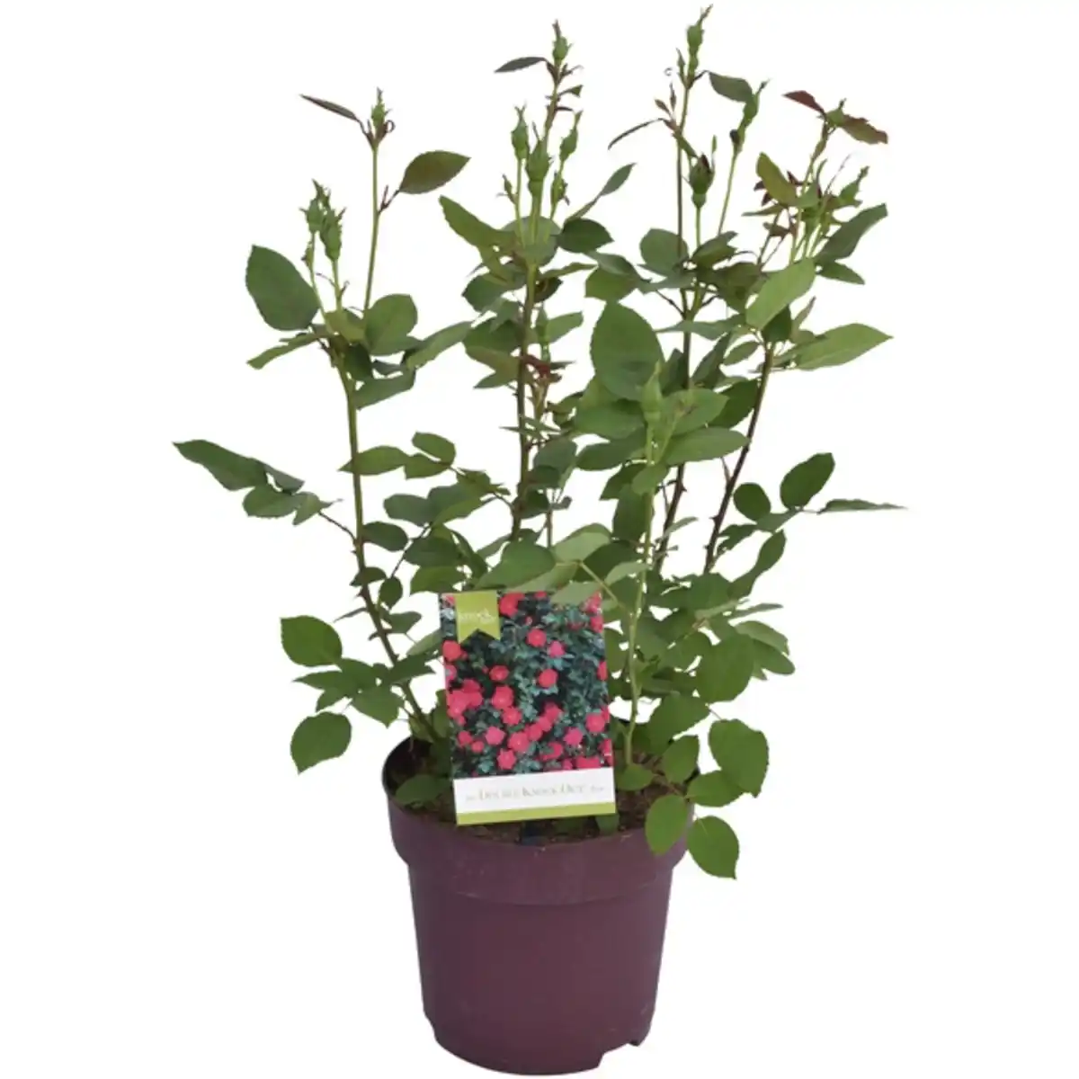 Bild 1 von Rose, Rosa »Knock out®«, Blüte: bunt, einfach