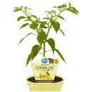 Bild 2 von Chili »Lemon Drop«, Ø12cm-Topf, bio