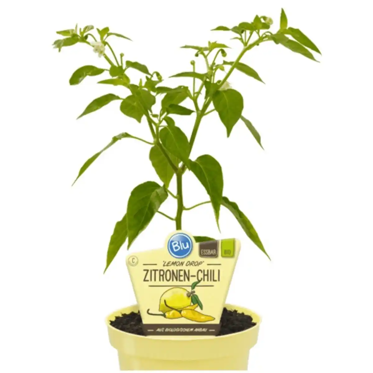 Bild 2 von Chili »Lemon Drop«, Ø12cm-Topf, bio