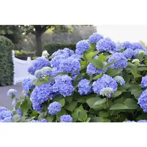 Ballhortensie macrophylla Hydrangea »Endless Summer «
