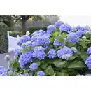 Bild 1 von Ballhortensie macrophylla Hydrangea »Endless Summer «