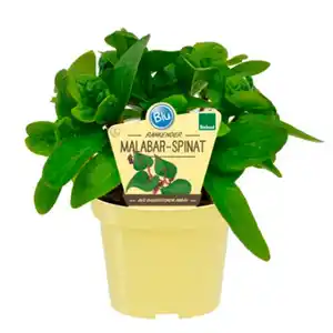 Spinat »Malarbar«, Ø12cm-Topf, bio