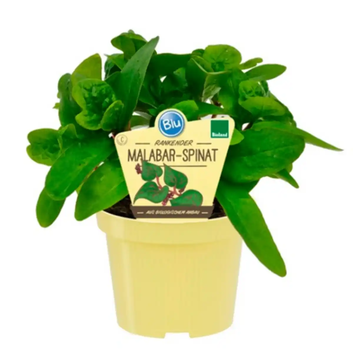 Bild 1 von Spinat »Malarbar«, Ø12cm-Topf, bio