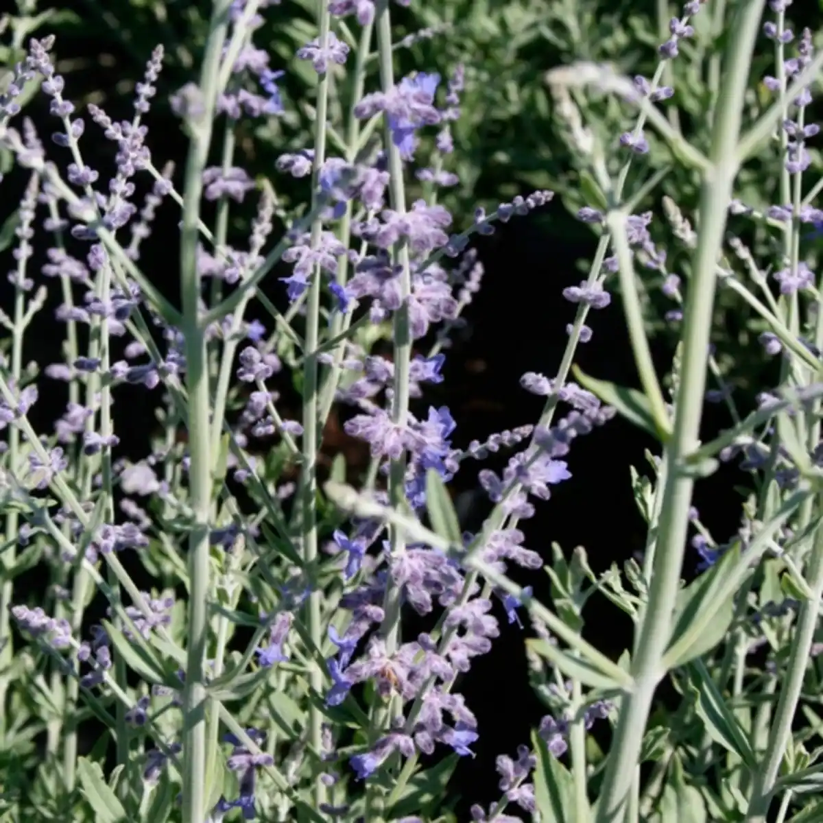 Bild 3 von Blauraute, Blütenfarbe: lila