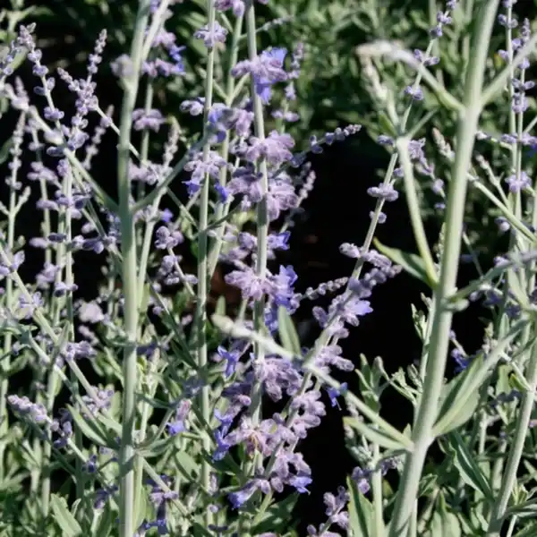 Bild 3 von Blauraute, Blütenfarbe: lila